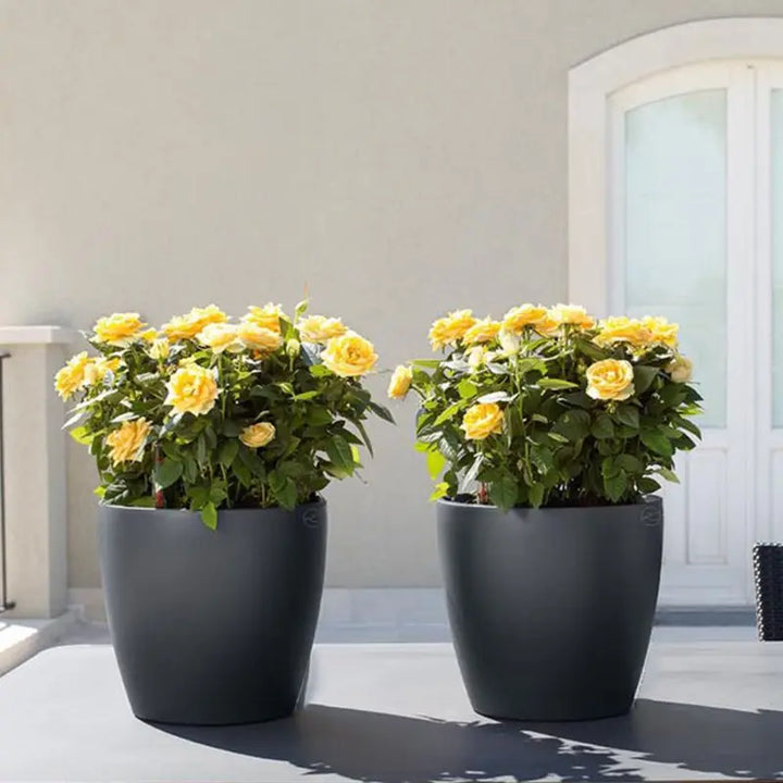 Self Watering Desktop Planter