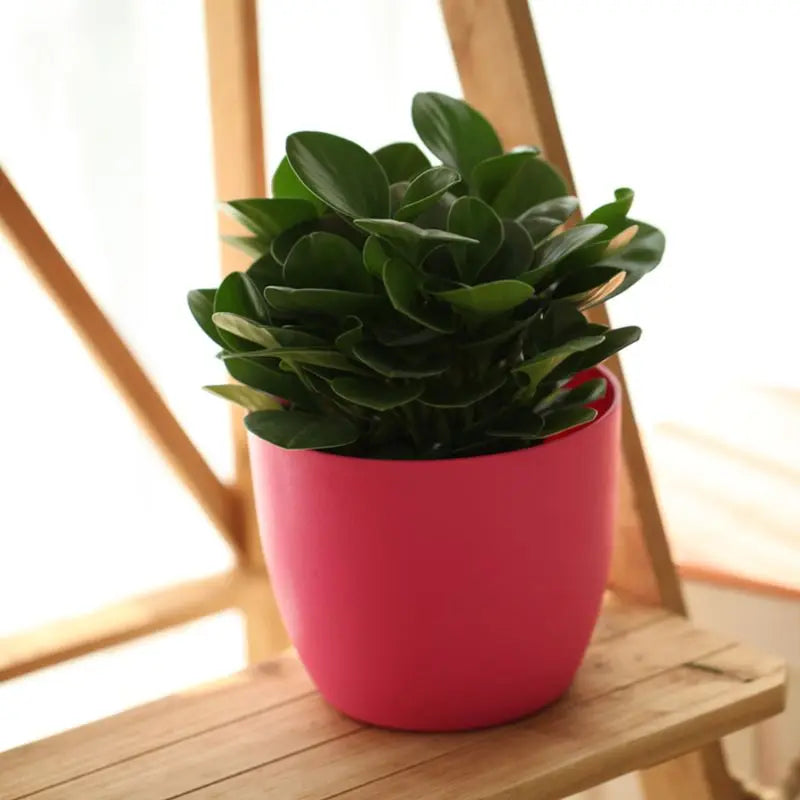 PP Self Watering Planters Flower Pots Indoor with Water Level Indicators 6x5'' New Hot